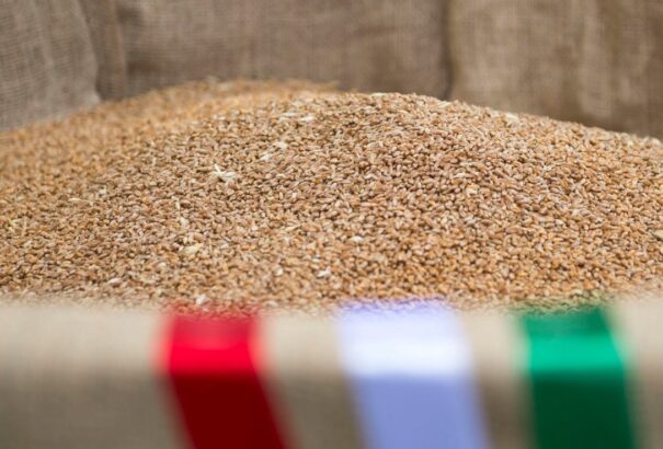 Magyarok kenyere – Összeöntötték a Kárpát-medencei magyar gazdák által gyűjtött búzát Kárpátalján