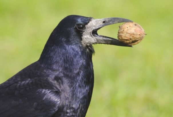 Varjak szedik össze a szemetet egy franciaországi parkban