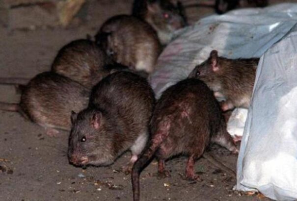 Elszaporodtak a patkányok több német nagyvárosban
