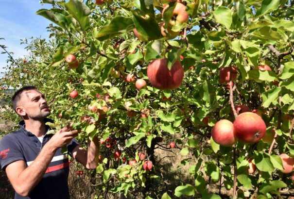 Első osztályú volt az idei gyümölcstermés – Most más probléma akadt
