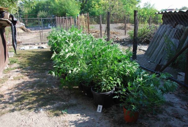 Marihuánaültetvényt foglaltak le a rendőrök egy ekeli családi házban