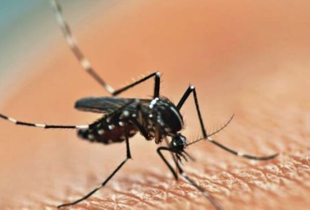 Csehországban évek után újra felütötte fejét a nyugat-nílusi láz