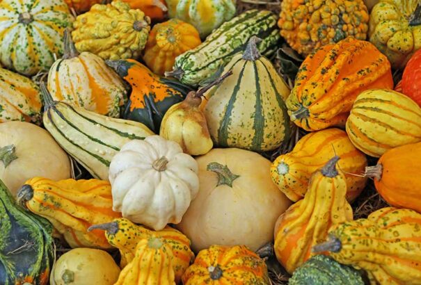 Mérgező is lehet a dísztök