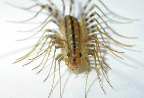 Sci-fi szökevények a kertünk végében II. – A pókszázlábú