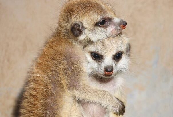 Állati szülők I. – Aki a legtöbbet tanít