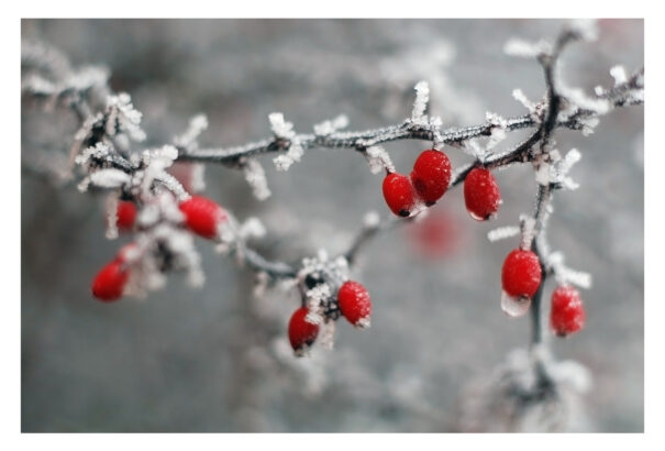Csípős hideg lesz. Az alacsonyabban fekvő vidékeken havazhat is