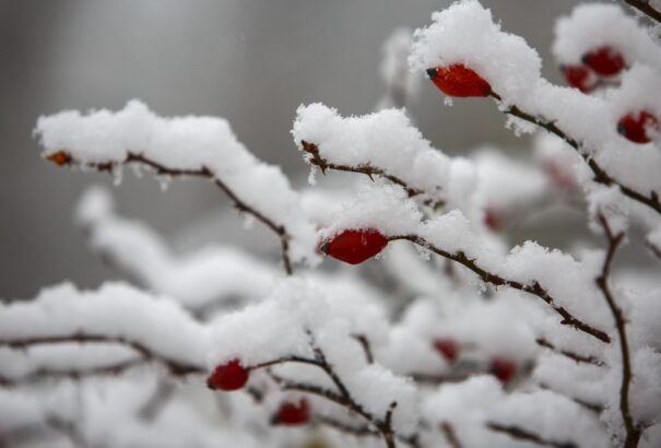 Megérkezett az első hó – Képek