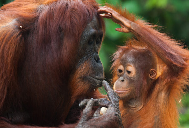 Állati szülők III. – Aki a legjobban szeret