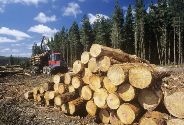 Katasztrófa fenyeget: a kínaiak szép csendesen kivágják a szibériai erdőket. A tajgából lassan pusztaság lesz