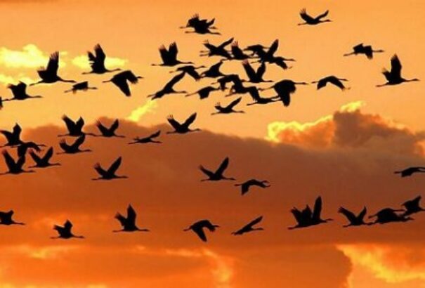 Soha ennyi daru még nem vonult át Magyarország felett