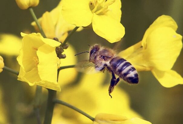 Finn tudósoknak sikerült vakcinát kifejleszteniük a méhek védelmében