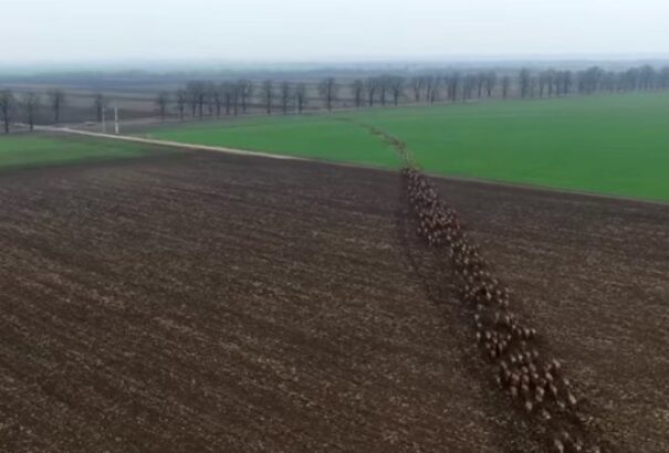 Így vágtatott át több száz szarvas az úton Baranyában – videók