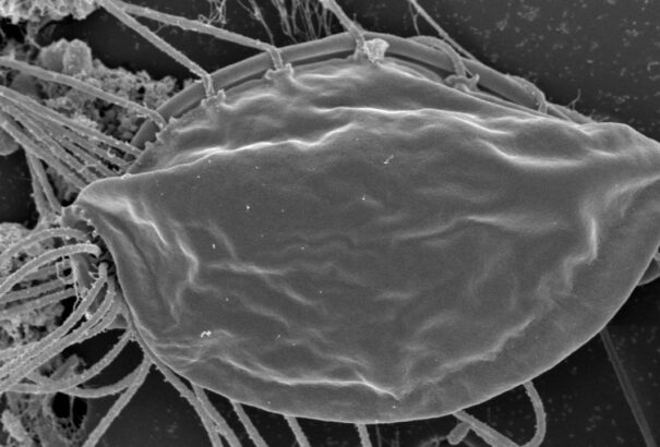 Új ágat hajtott a molekuláris törzsfa