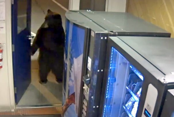 Úgy sétált be a medve a rendőrségre, mintha csak ott dolgozna