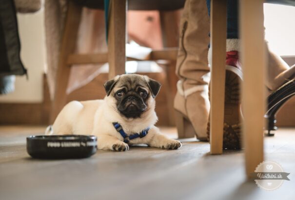 A higiénikusok engedélyezni szeretnék az állatok belépését a vendéglátóipari egységekbe