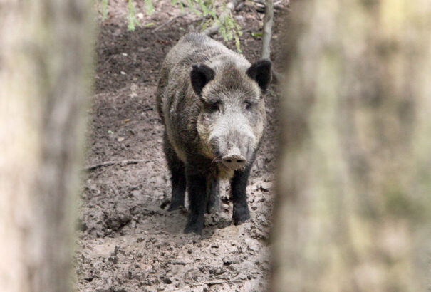 A lengyelek háborognak: a kormány elrendelte a vaddisznó-populáció 90%-nak kiirtását