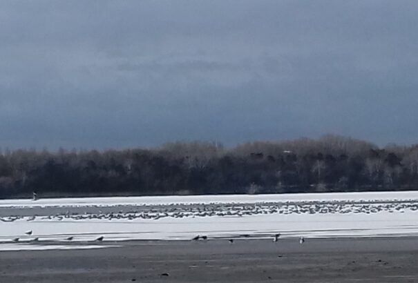 A vadlibák nyomában  – kirándulás a tatai Öreg-tónál