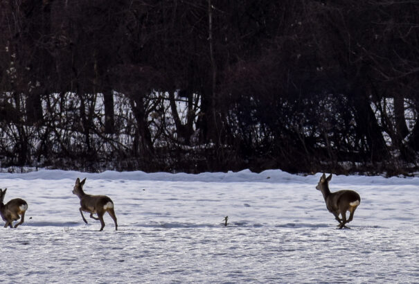 Hófödte és olvadó csilizközi tájak – Képek