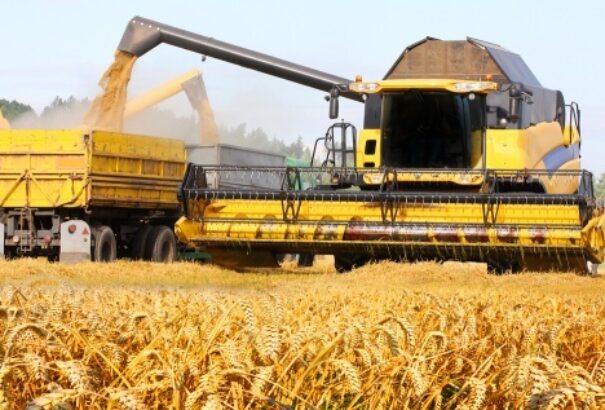 Tudósok: Az európai búza nem áll ellen a klímaváltozásoknak