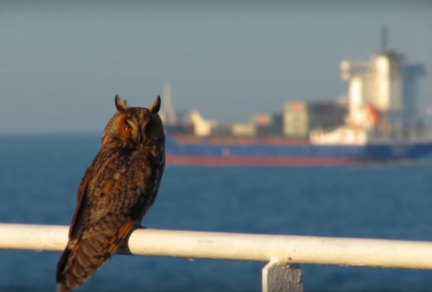 Hajók segíthetik a megfáradt madarakat