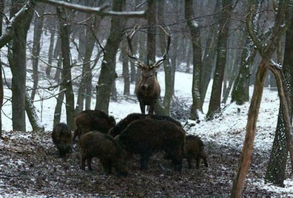 Újabb afrikai sertéspestis eset Magyarországon, a szlovák határ közelében