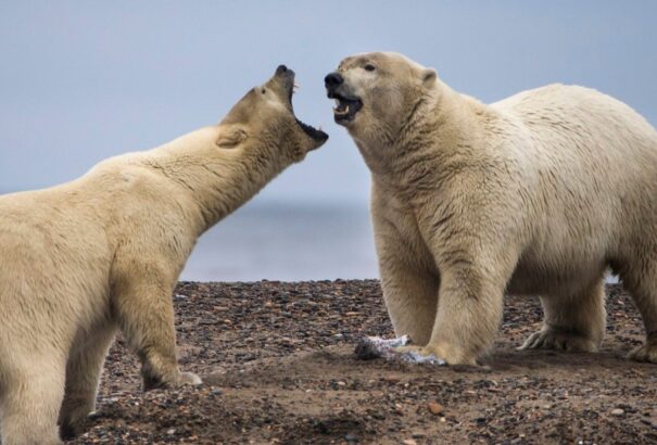 Szükségállapotot hirdettek a jegesmedvék miatt Új-földön
