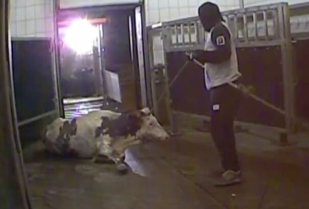 Lengyel húsbotrány: Hónapokba telt beépülnie az újságírónak a vágóhíd beavatott munkásai közé