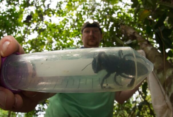 Újra felbukkant a világ legnagyobb, kihaltnak vélt méhfaja