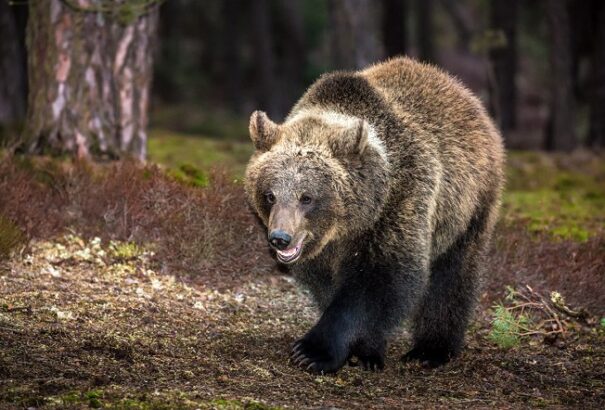 Medve támadt vadászokra az erdélyi Beszterce-Naszód megyében