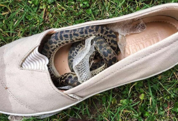 Női cipőbe rejtőzve repült több mint 15 ezer kilométert egy piton