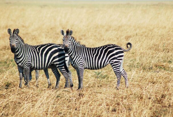 Már tudjuk, miért csíkosak a zebrák
