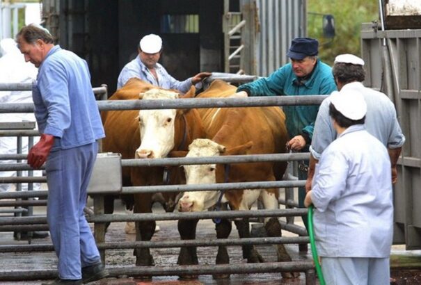 Szlovákiai húsbotrány: országos és átfogó ellenőrzések kezdődtek a vágóhidakon