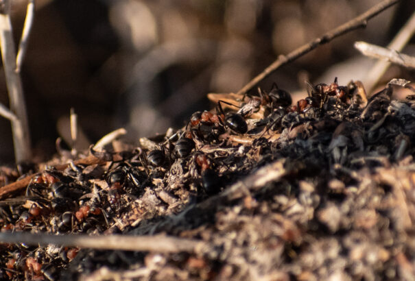 Tavaszi életképek az Alsó-Csallóközből