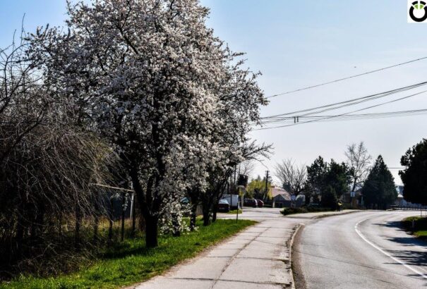 Ébredezik a természet Csallóköz-szerte (Képek)