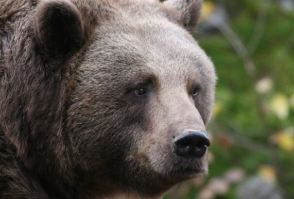 Legyünk óvatosak! Ismét medvék kóborolnak az erdőkben