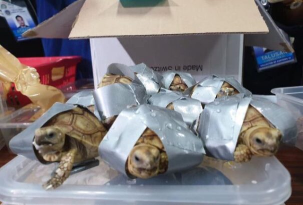 Több mint 1500, ragasztószalaggal körbetekert teknőst foglaltak le Manilában