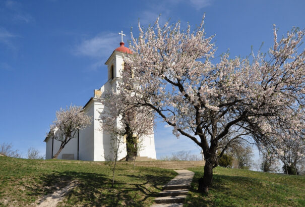 A pécsi havihegyi mandulafa lett az év európai fája