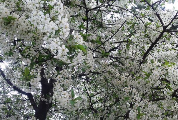 Ünnepi vers-összeállítás