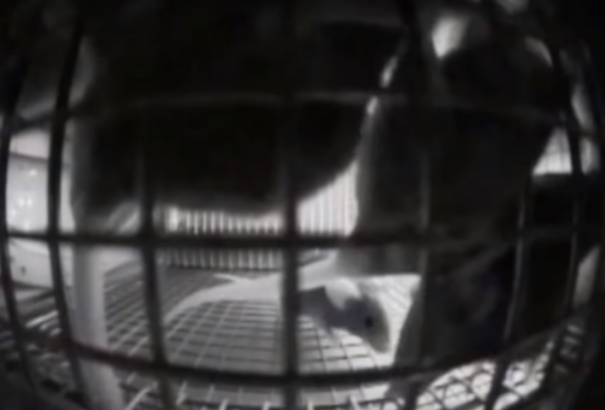 Egereket küldött a NASA az űrállomásra, nagyon furcsán viselkedtek (Videó)