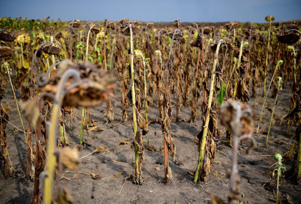 Klimatológus: Meg kell tanulnunk együtt élni a szárazsággal és az áradásokkal