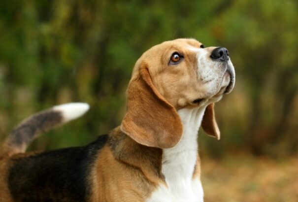 A kutyák képesek kiszagolni a rákot