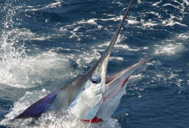 Csónakázni ment a testvérpár, beléjük száguldott egy kardoshal