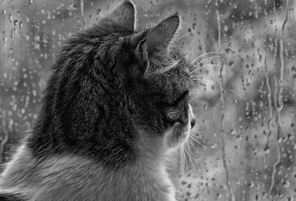 Hűvös, esős, szeles idő várható