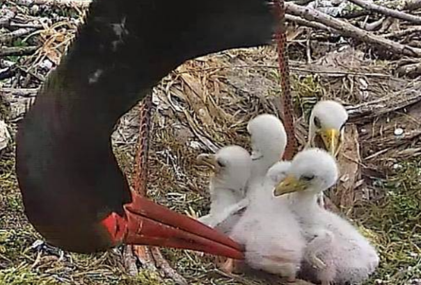 Mind a négy fióka kikelt a bekamerázott gemenci feketególya-fészekben