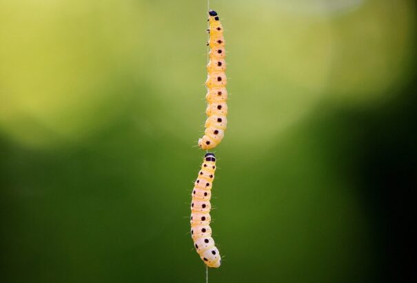 A rovaralapú étel lehet a jövő tápláléka