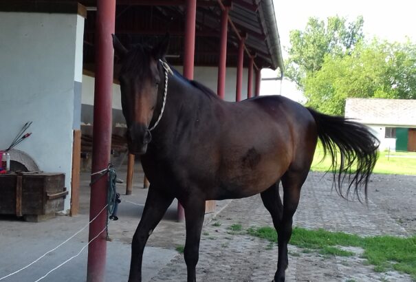 Pünkösdi látogatás a Szarvasvár Lovasudvarban