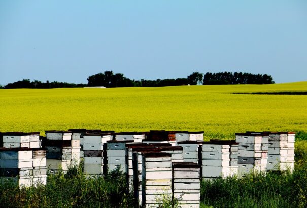 Hetven méhcsaládot irtott ki a felelőtlen gazda