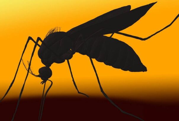 Ezekkel a dolgokkal tudjuk távol tartani, illetve bevonzani a szúnyogokat