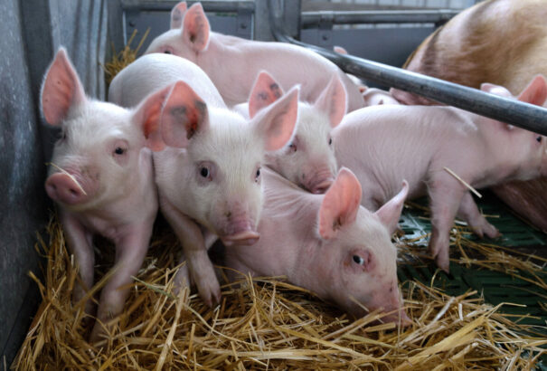 Megjelent az afrikai sertéspestis Szlovákiában