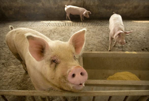 A sertéspestis megakadályozása érdekében Örösben leölték az összes malacot